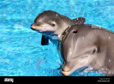 Dolphin With Baby Dolphin Stock Photo Alamy