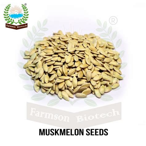 Muskmelon Seeds Hybrid Packaging Type Packet At Rs 598 Gram In Ankleshwar