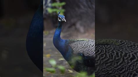 Peacock 🦚 Youtube