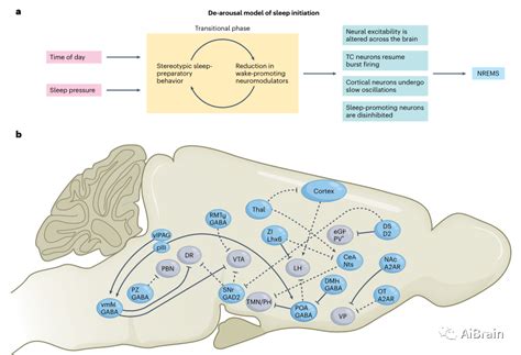 重磅综述：最新、最全面的睡眠 觉醒调节机制 脑医汇 神外资讯 神介资讯