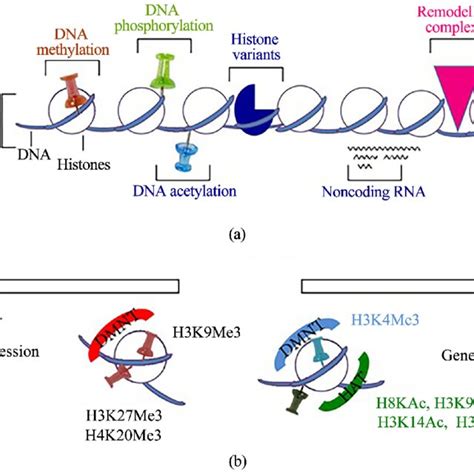 Epigenetic Modifications, repression and activation [12]. | Download ...