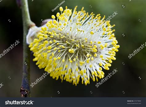 Pussy Willow Salix Caprea Male Catkins Laden With Pollen Close Up