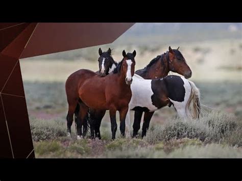 Adopter un mustang cheval sauvage emblématique de l Ouest américain