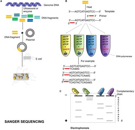 Frontiers Advances In Metagenomics And Its Application In