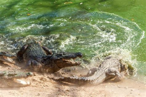 Gharial vs. Alligator vs. Crocodile (The Giant Reptiles) – All The ...