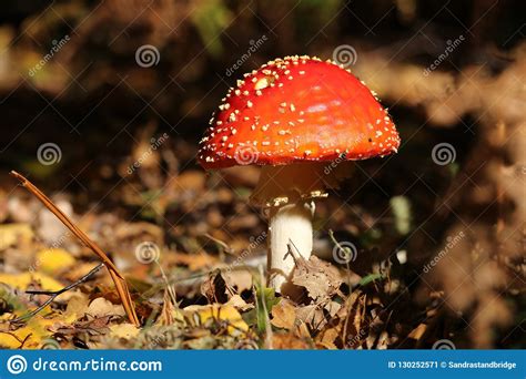 A Beautiful Fly Agaric Fungus Amanita Muscaria Growing In A Forest