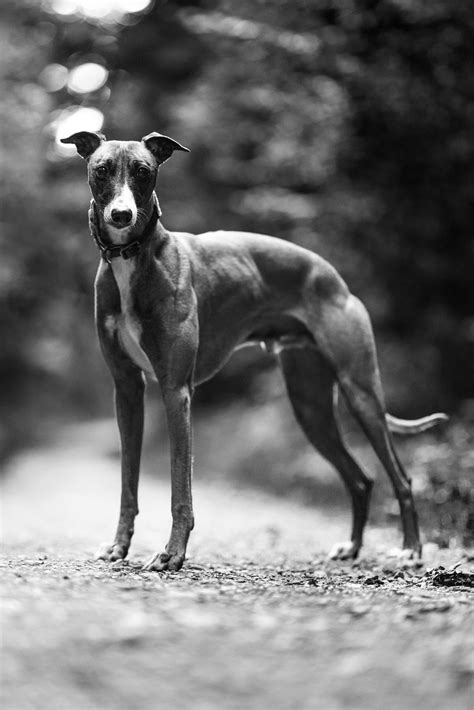 Black Greyhound Dog