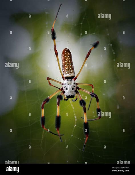 Golden Silk Spider In Her Web Stock Photo Alamy