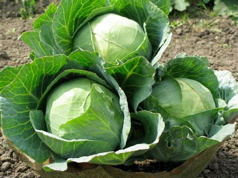 12 Types of Cabbage and Their Uses - Only Foods