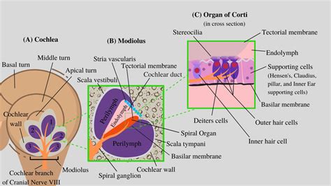 Modiolus An Overview ScienceDirect Topics, 49% OFF