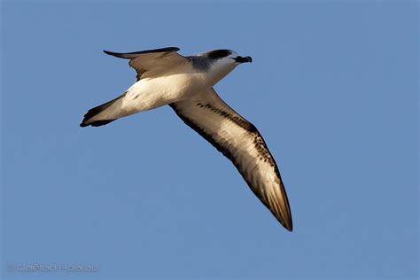 2022 Petrel De Barau 2586 Colours Of Reunion Flickr