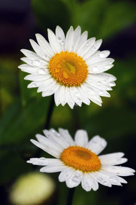 Two Daisies · Free Stock Photo
