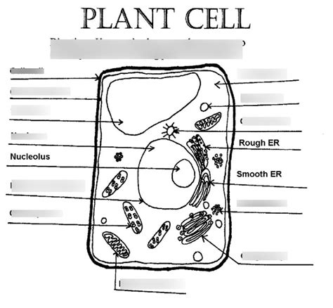 Plant Cell Identification Diagram Quizlet