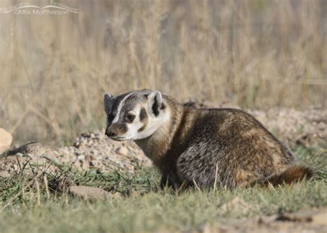 Roadside American Badger Mia McPherson S On The Wing Photography