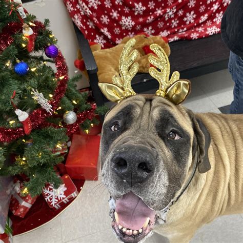 Granny Rose Animal Shelter - Today we are thankful for Hope! Hope said