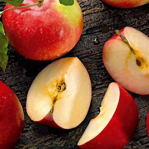 Яблоня Солнышко Описание Фото Отзывы – Telegraph