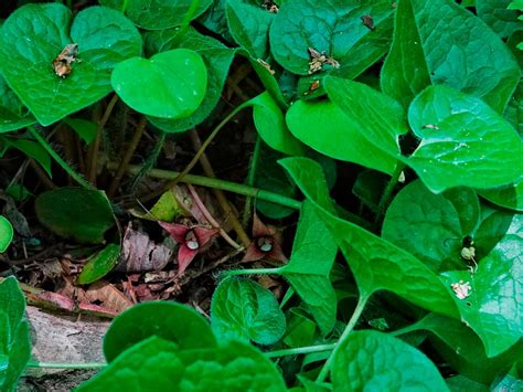 Копытень: описание, где растет, посадка и уход в открытом грунте