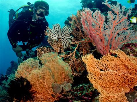 10 Surga Bawah Laut Indonesia Yang Bikin Kagum Dunia Wakatobi Diving