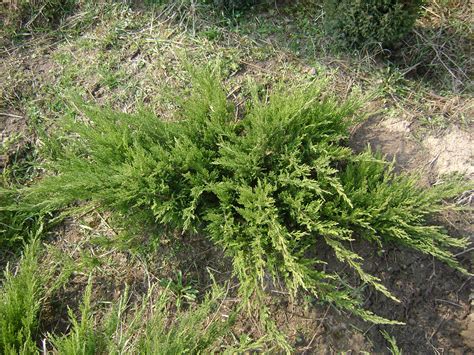 Можжевельник Репанда в ландшафтном дизайне (67 фото) - фото - картинки ...