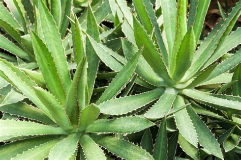 Agave Plant Care: How to Grow this Native Succulent at Home - Bob Vila