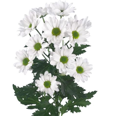 Chrysant Spray Chic Cut Spray Chrysanthemums Flower Suppliers