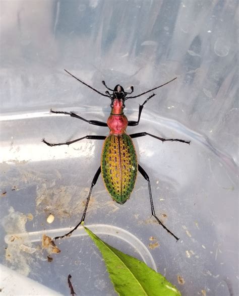 Carabus Constricticollis From Yanbian Korean Cn Jl Cn On June