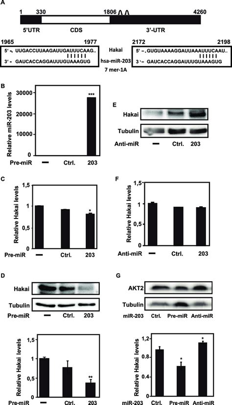 MiR 203 Modulates Hakai Levels In HeLa Cells A Schematic