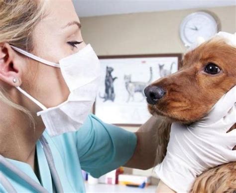 Отодектоз у собак: симптомы и признаки, лечение в домашних условиях ...