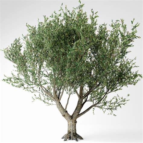 D Olive Tree Model Turbosquid