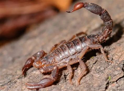 10 Scorpions In Georgia With Pictures And Identification