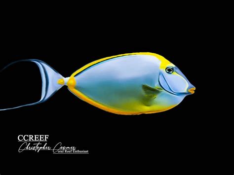 CCREEF Blonde Naso Tang