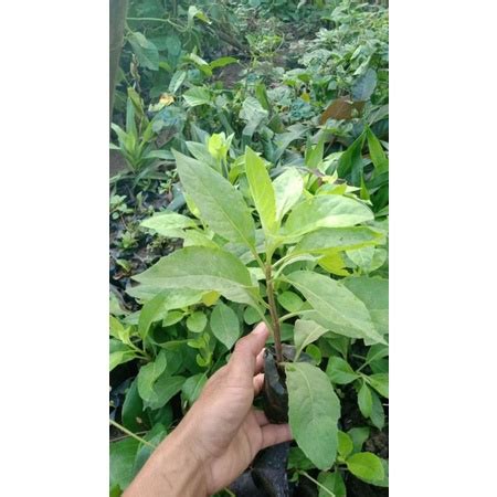 Jual Tanaman Herbal Sambung Nyawa Atau Daun Dewa Shopee Indonesia