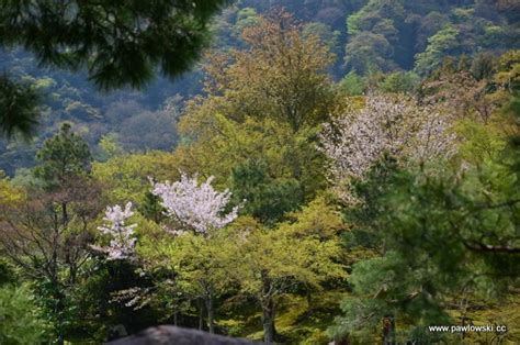 Las bambusowy w Kioto dzielnica Arashiyama i świątynia Tenryu ji