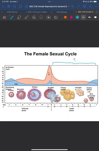 Female Reproductive System Flashcards Quizlet