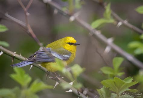 Blue Winged Warbler Vermivora Cyanoptera Nichols Arboretum Nick