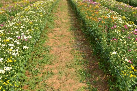 Pathway In Beautiful Spring Flowers Stock Photo Image Of Floral