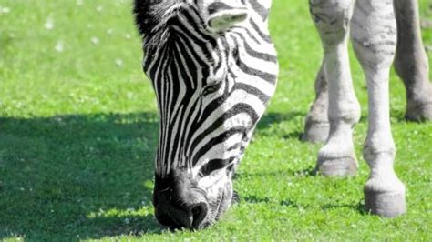 Animales Herbívoros Tipos Características Y Ejemplos