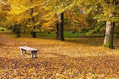 Amazon Yeele 9x6ft Autumn Backdrop Fall Natural Scenery Park