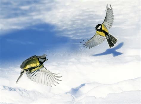 Two Cute Beautiful Tits Fluttering Wide Spread Wings And Feather Stock Photo Image Of