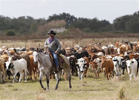 Total 61+ imagen cowboys herding cattle - Viaterra.mx