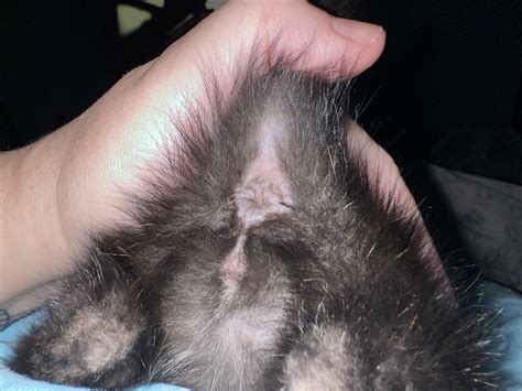 How To Sex Kittens Explanations PoC Our Relationship With Cats