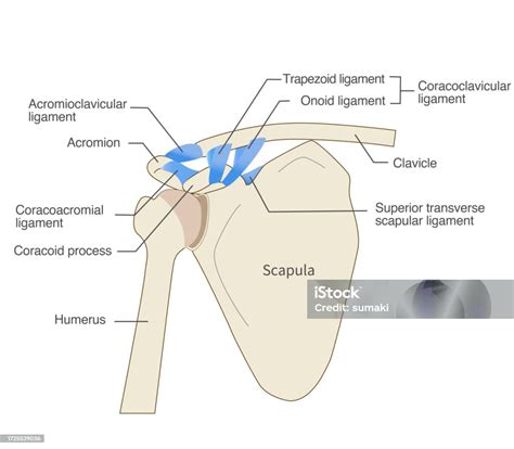 Anatomy Of The Scapular Ligament And Scapula Stock Illustration Download Image Now Acromion