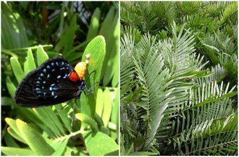 atala hairstreak  butterfly success story birds  blooms