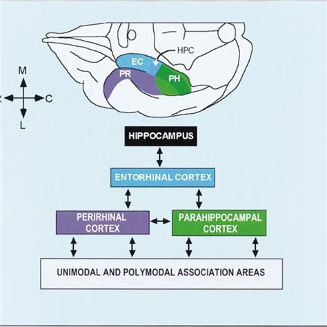 Connections Of The Medial Temporal Lobe At The Top Of The Figure Is A