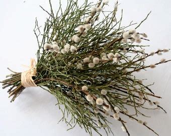Pussy Willow Bouquet Etsy