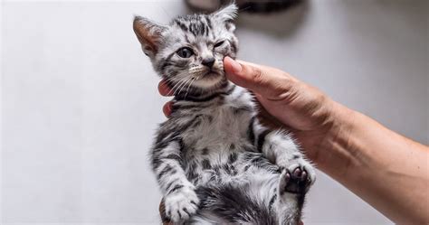 Worms in Kittens: How to Treat Worms in Kittens