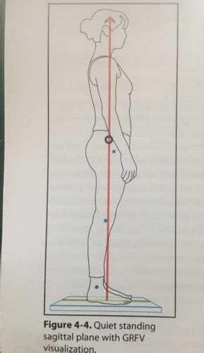 PT 716 Exam 3 Gait Kinetics Flashcards Quizlet