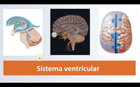 Sistema Ventricular