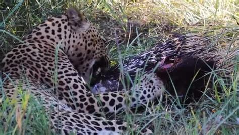 YouTube Viral Mira La Ardua Labor De Un Leopardo Para Lograr Devorarse