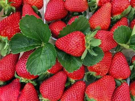 Клубника Шарлотта Описание Фото – Telegraph